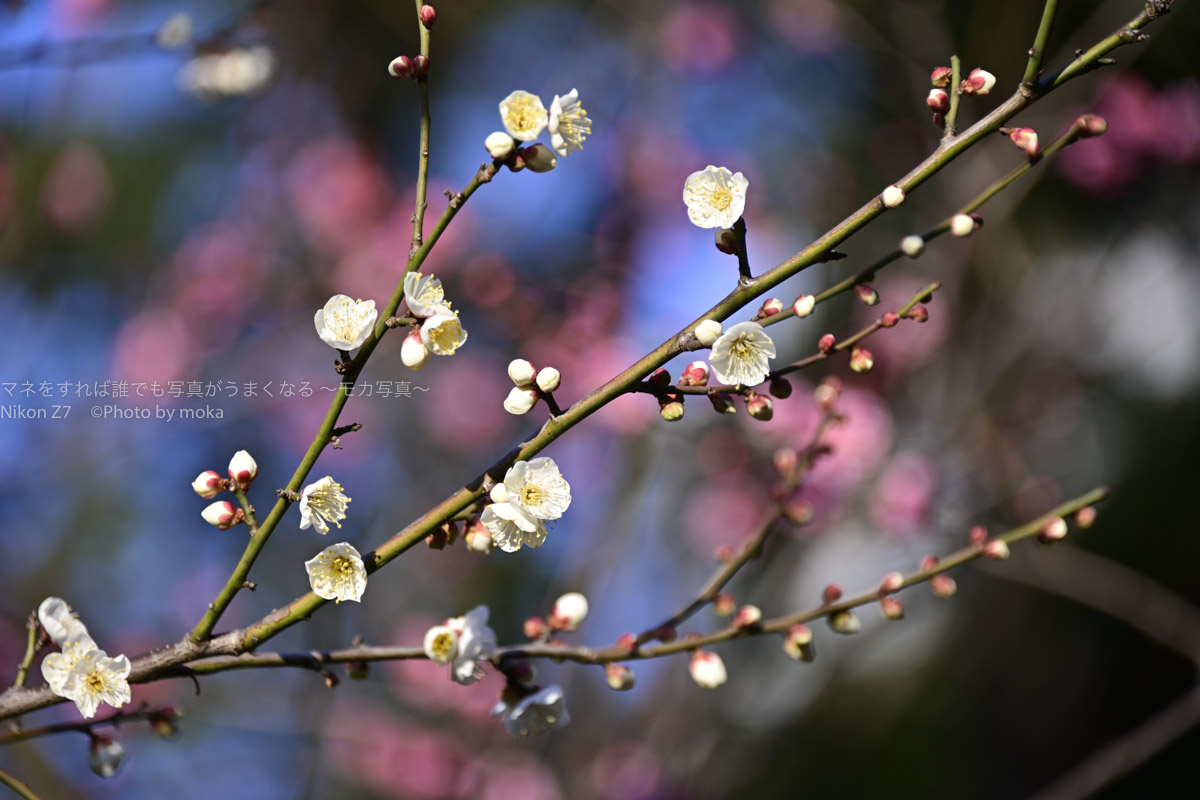［６］２月に入って咲き始めた梅の花！！