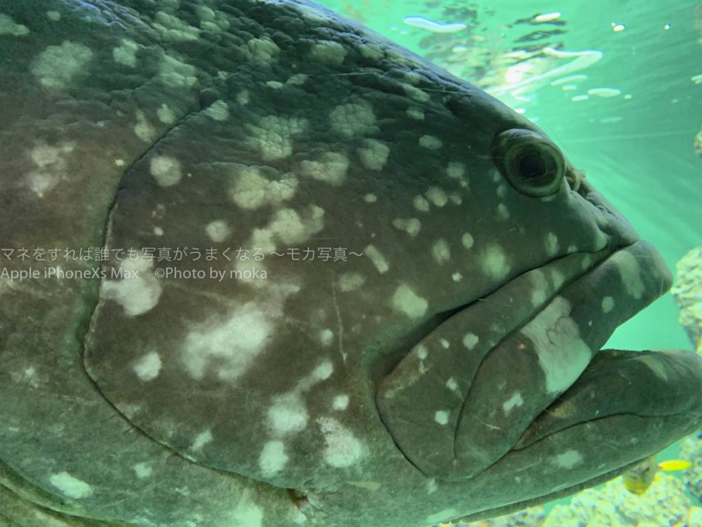 ［６］葛西臨海水族館でデカイ顔をする「タマカイ」