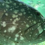 ［６］葛西臨海水族館でデカイ顔をする「タマカイ」