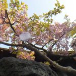 ［６］春目前、「浦安万華郷」で花見風呂を楽しむ