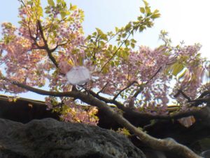 ［６］春目前、「浦安万華郷」で花見風呂を楽しむ