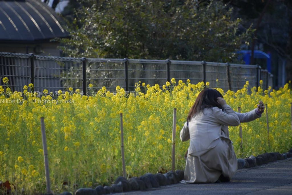 ［６］日比谷公園で見つけた黄色い春の訪れ