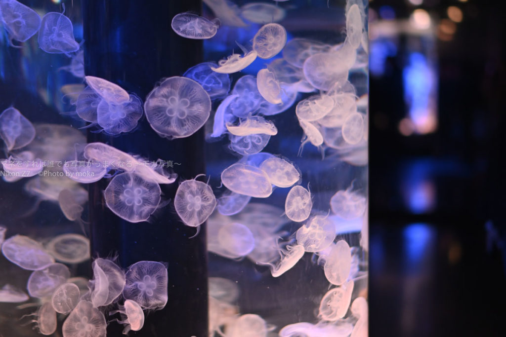 ［６］maxellアクアパーク品川のクラゲ撮影
