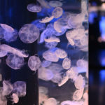 ［６］maxellアクアパーク品川のクラゲ撮影