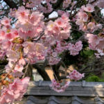 ［６］昼間の写りは一眼レフカメラにも負けないiPhone