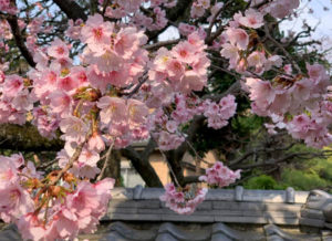 ［６］昼間の写りは一眼レフカメラにも負けないiPhone