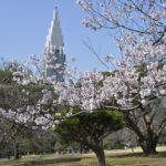 ［6］新宿御苑のドコモタワーと桜の花