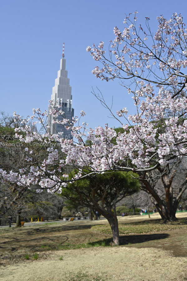 ［6］新宿御苑のドコモタワーと桜の花