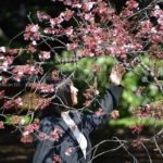 ［６］桜が満開、桜降る季節！！