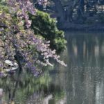 ［６］東京の水辺のサクラ ー新宿御苑ー