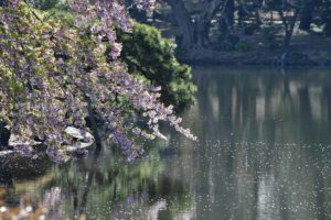 ［６］東京の水辺のサクラ ー新宿御苑ー