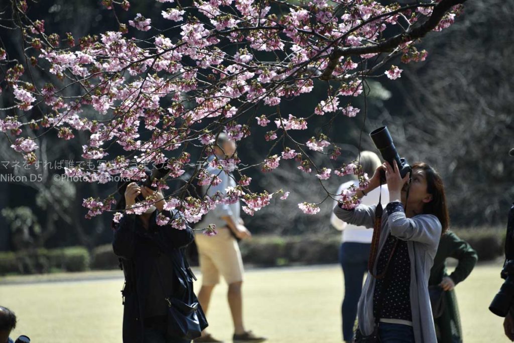 ［６］サクラの周りを囲む時は一眼レフカメラを持って