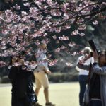 ［６］サクラの周りを囲む時は一眼レフカメラを持って