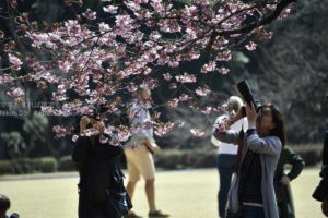 ［６］サクラの周りを囲む時は一眼レフカメラを持って