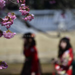 ［６］卒業シーズンは桜の開花とともに。