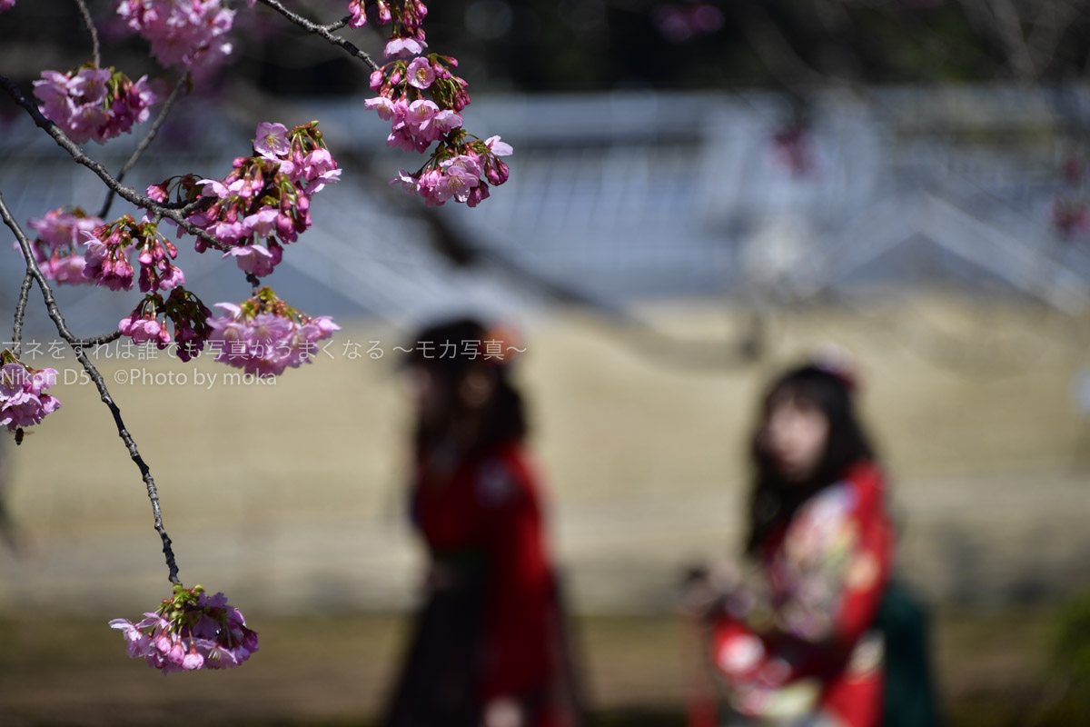 ［６］卒業シーズンは桜の開花とともに。