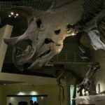 ［６］ティラノサウルスとトリケラトプスが臨戦態勢