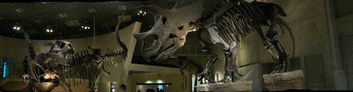 ［６］ティラノサウルスとトリケラトプスが臨戦態勢