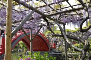 ［６］亀戸天神と藤の花とスカイツリー