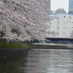 ［６］深川周辺の桜を満喫！！