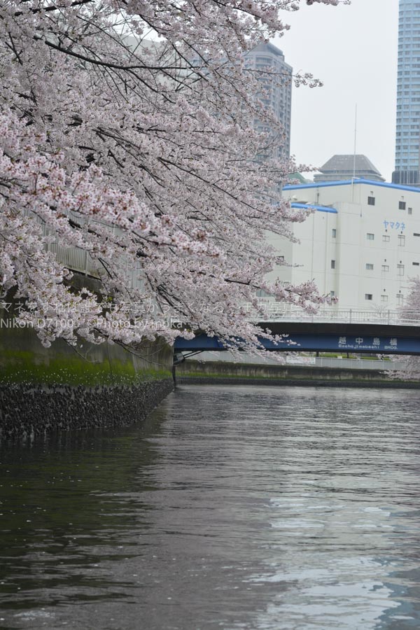 ［６］深川周辺の桜を満喫！！