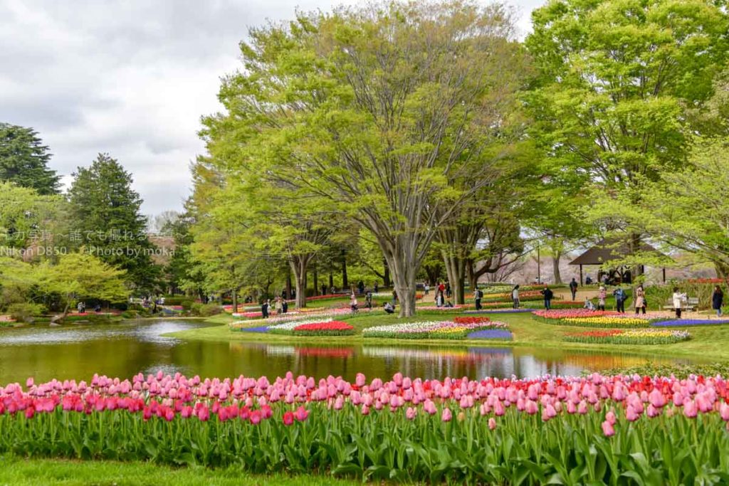 ［６］昭和記念公園のチューリップが見たい！！