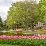 ［６］昭和記念公園のチューリップが見たい！！