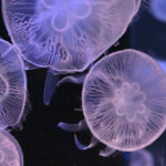 ［６］アクアパーク品川で出会った八ツ目のクラゲ