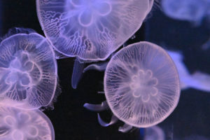 ［６］アクアパーク品川で出会った八ツ目のクラゲ