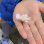 ［６］そっと差し出された一輪の桜の花