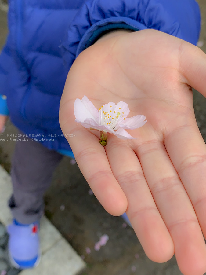 ［６］そっと差し出された一輪の桜の花