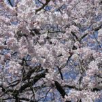 ［６］頭上から雨のように降り注ぐ枝垂れ桜