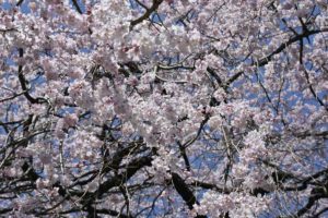 ［６］頭上から雨のように降り注ぐ枝垂れ桜