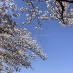 ［６］東京には桜の木が多いかも！？