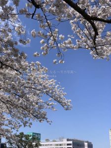 ［６］東京には桜の木が多いかも！？