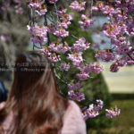 ［６］儚い桜の花を見つめて