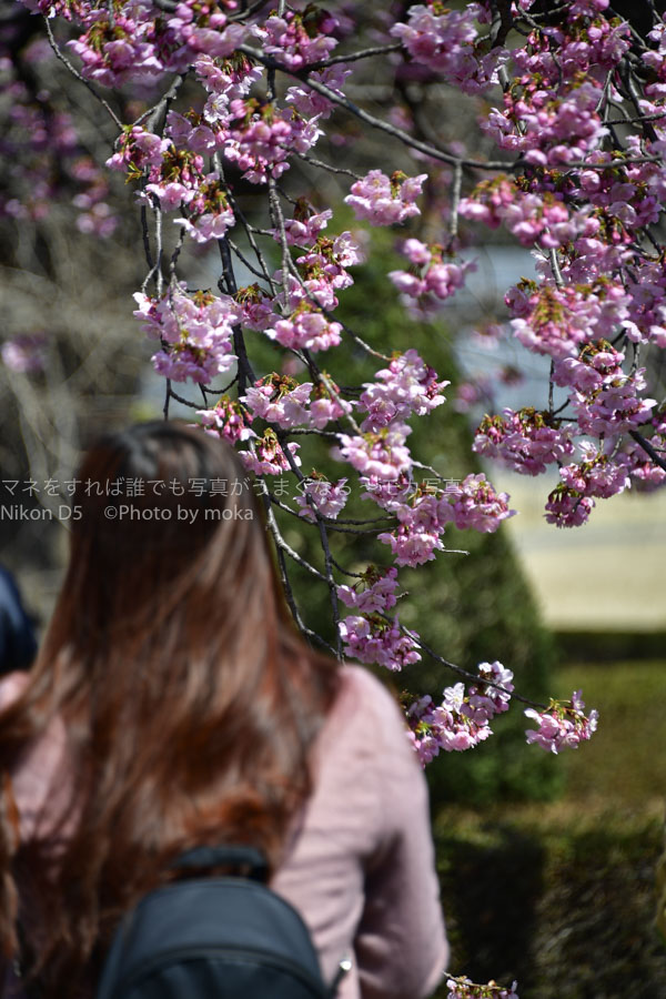 ［６］儚い桜の花を見つめて