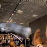 ［６］大哺乳類展２をiPhoneで撮ってみた！