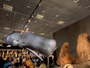 ［６］大哺乳類展２をiPhoneで撮ってみた！