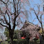 ［６］遅咲きの桜はこれからが見頃！？