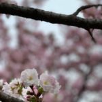 ［６］足立区の都市農業公園で遅咲きの八重桜を撮る！！