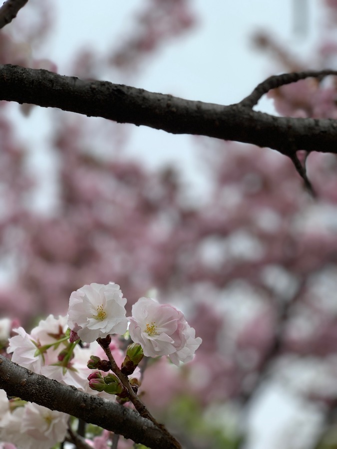 ［６］足立区の都市農業公園で遅咲きの八重桜を撮る！！