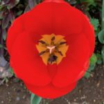 ［６］チューリップの花びらを覗いてみた