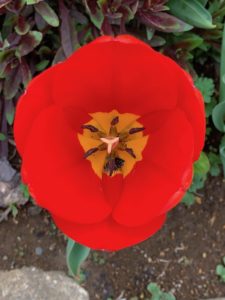 ［６］チューリップの花びらを覗いてみた