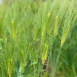 ［６］元気に育つ都会の麦のすがた