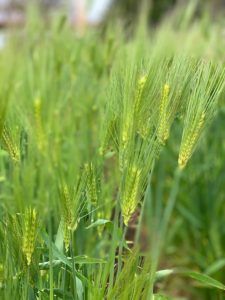 ［６］元気に育つ都会の麦のすがた