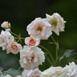 ［６］バラを見に旧古河庭園に行こう！！