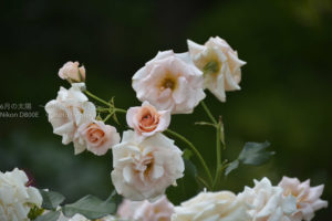 ［６］バラを見に旧古河庭園に行こう！！