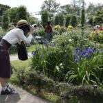 ［６］春の花とベイブリッジを一緒に撮ろう！