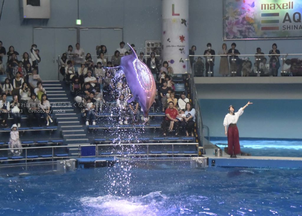 ［６］イルカのパフォーマンスに元気を分けてもらう♬